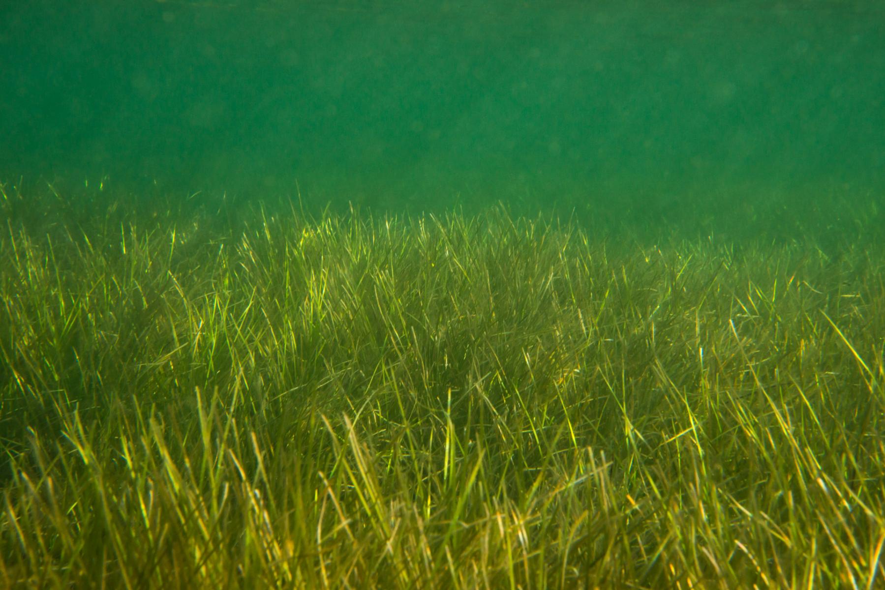 Zostera nigricaulis: seagrass
