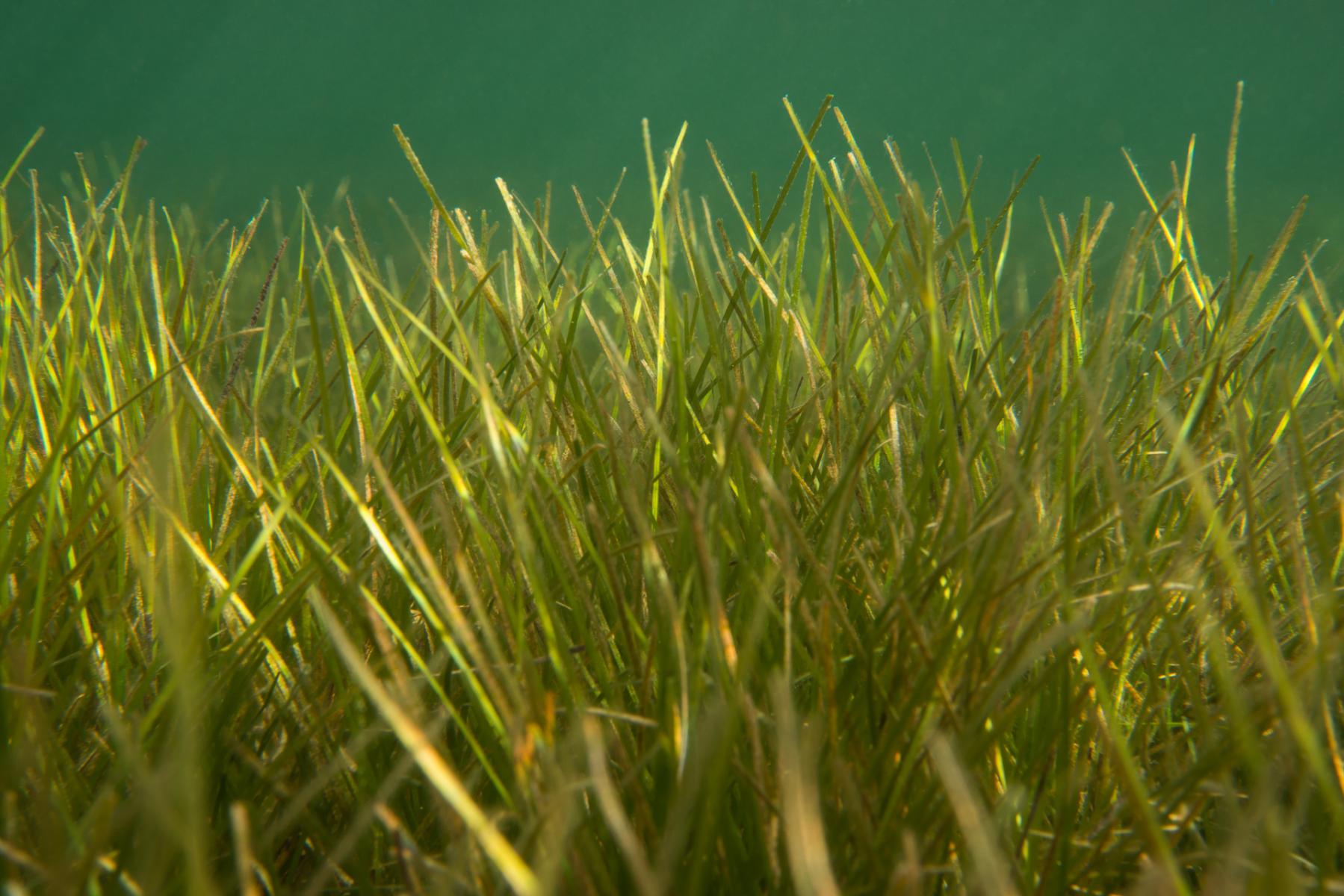 Zostera nigricaulis: long eel grass