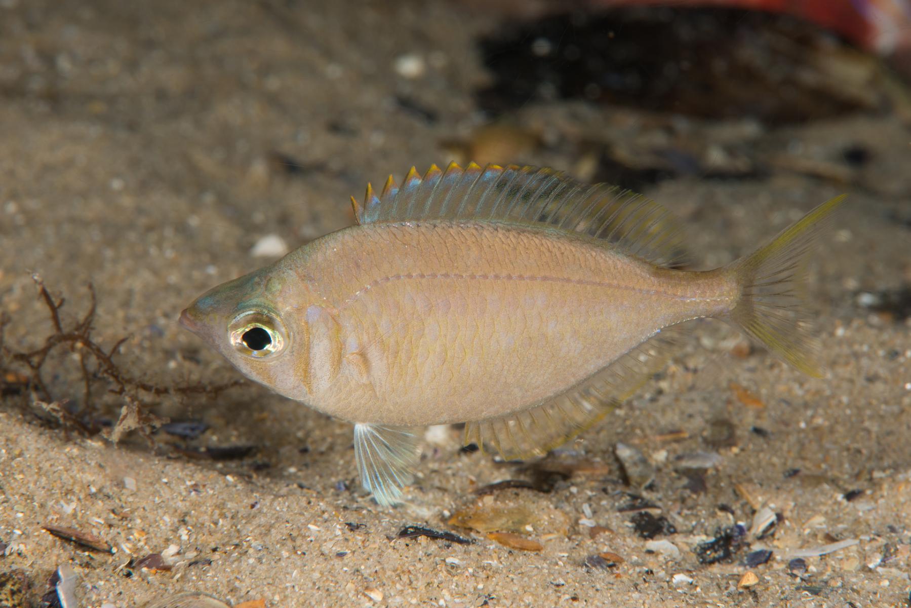Parequula melbournensis: silverbelly