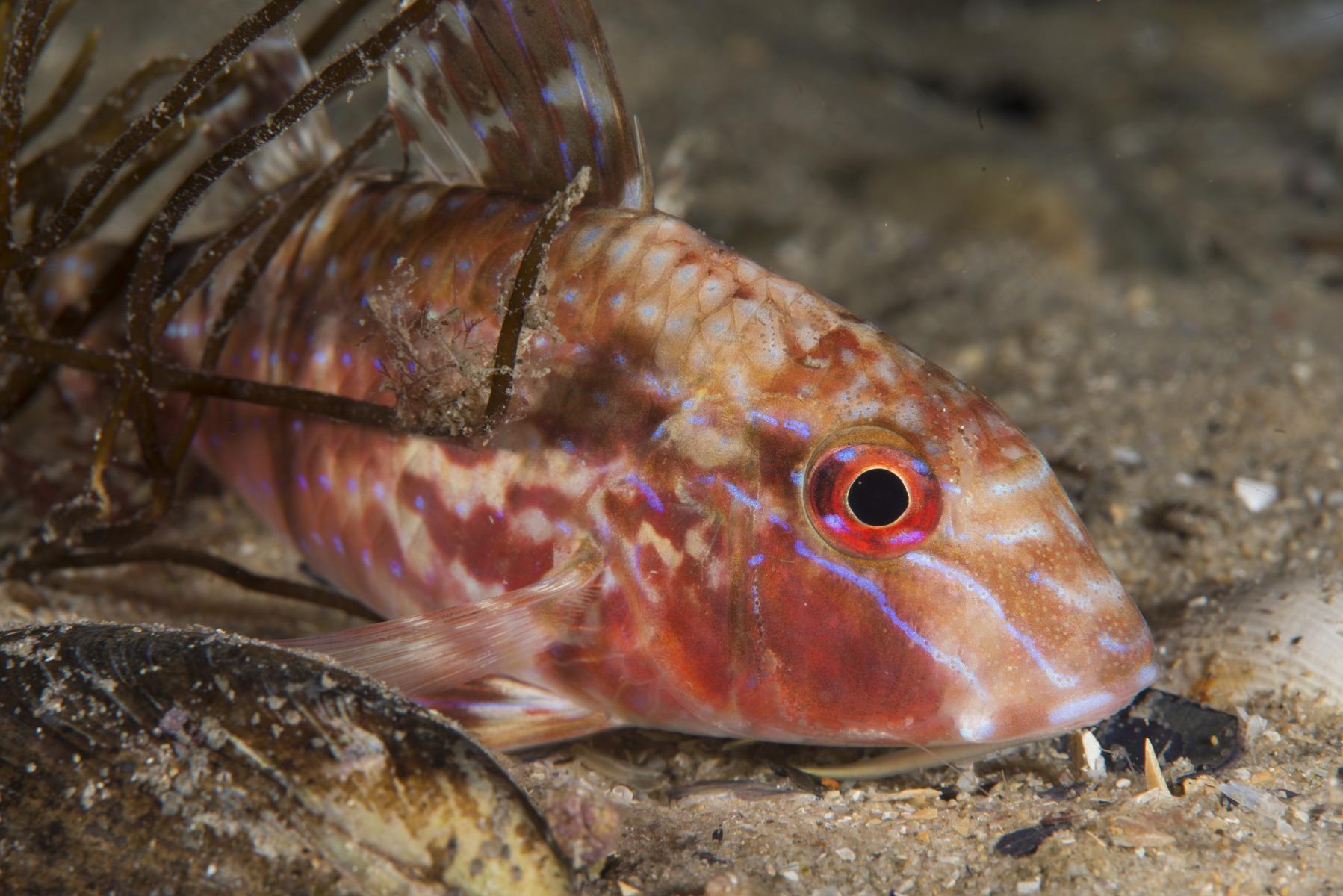 Upeneichthys vlamingii: bluespotted goatfish