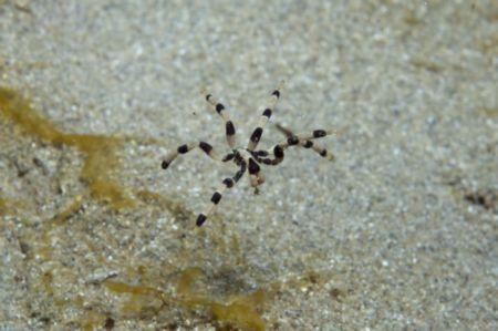 Stylopallene longicaudata: sea spider