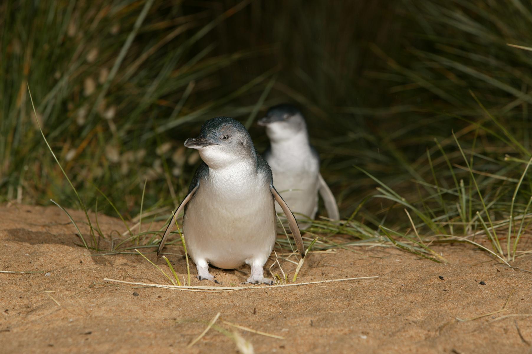 Eudyptula minor: little penguin