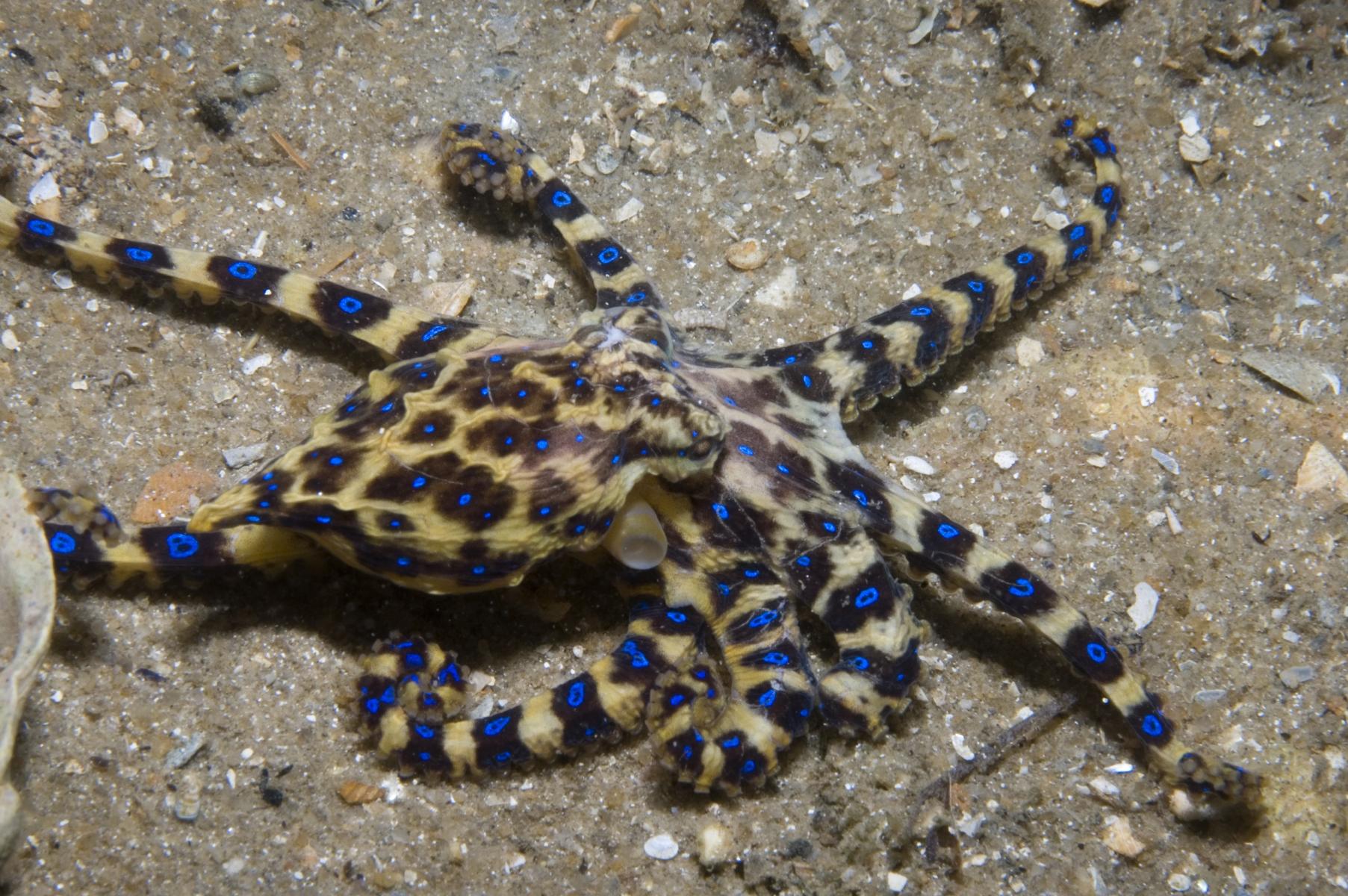 Hapalochlaena maculosa: blue-ringed octopus