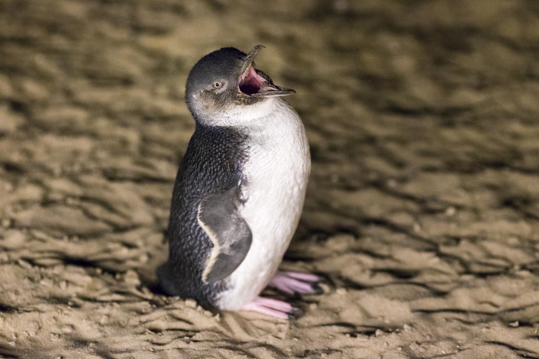 Eudyptula minor: little penguin