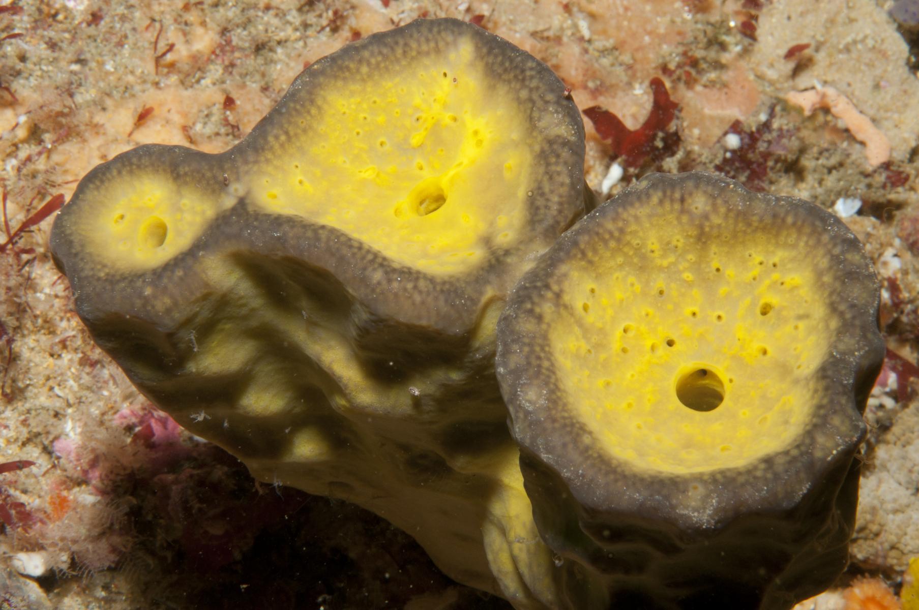 Aplysina lendenfeldi: sponge